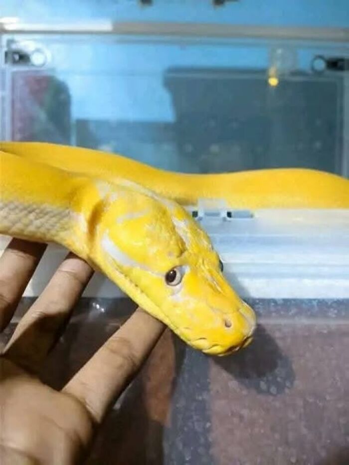 Serpiente amarilla sosteniendo la mano de una persona en un terrario, imágenes importantes de animales.