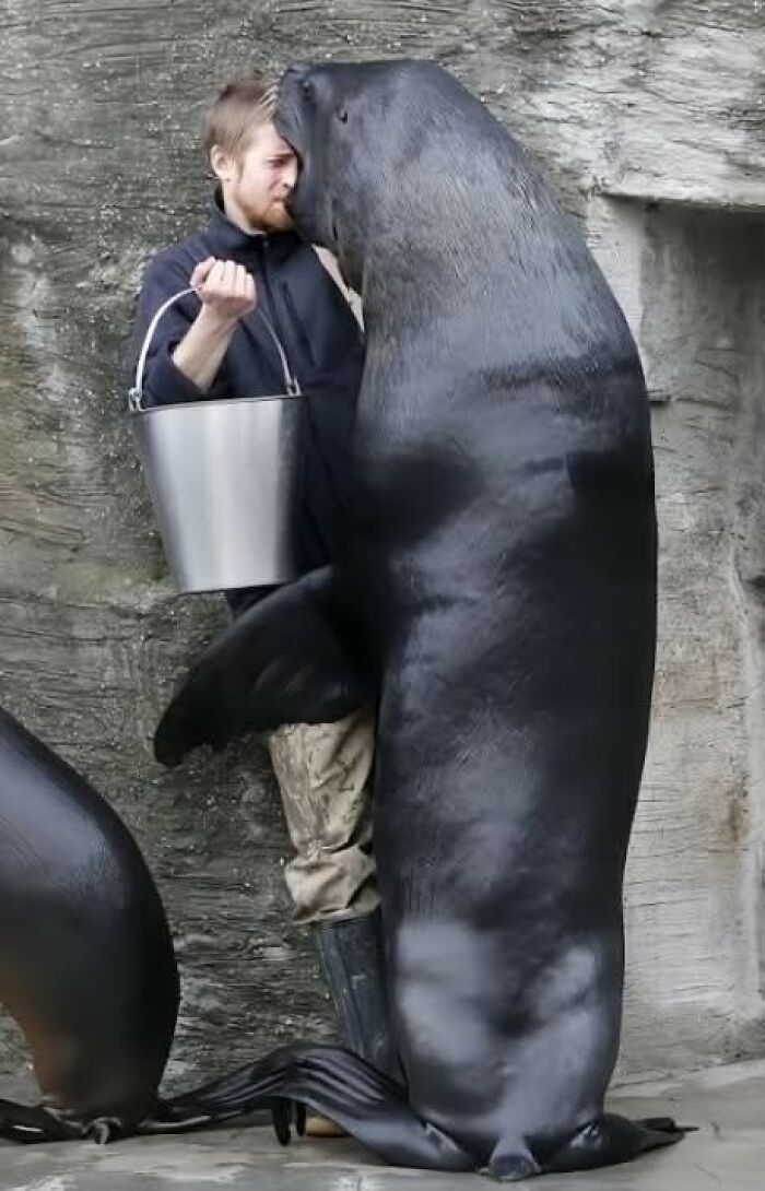 Entrenador interactuando con un león marino grande en cautiverio, imagen importante de animales que inspira ternura.