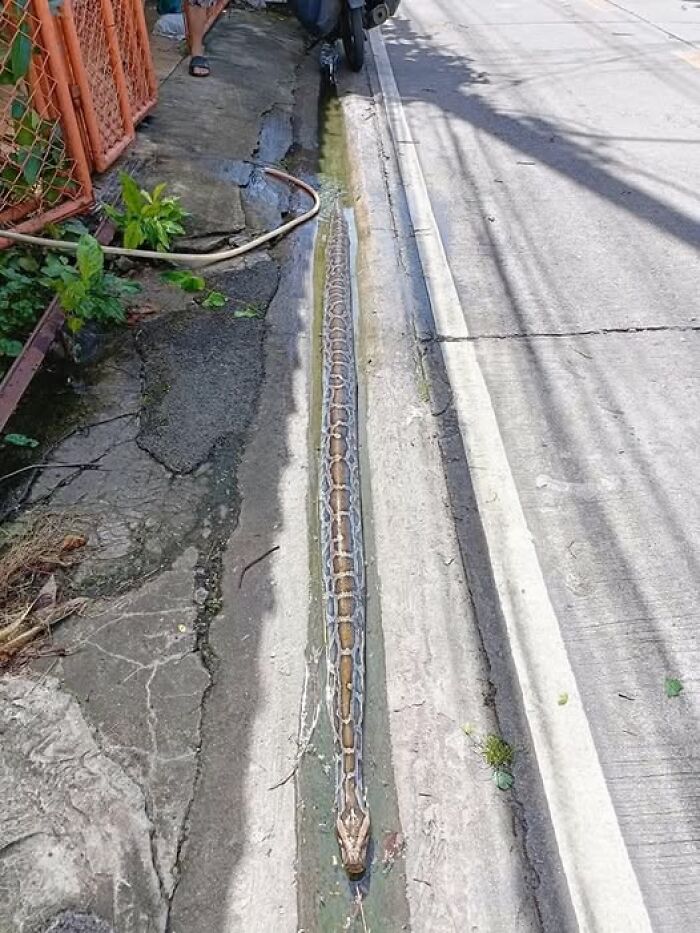 Serpiente pitón larga descansando en una canaleta junto a la acera en un entorno urbano, imagen de animales importante.