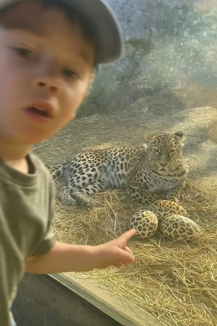 Niño señalando a un leopardo tumbado cerca de huevos de avestruz en imágenes importantes de animales.