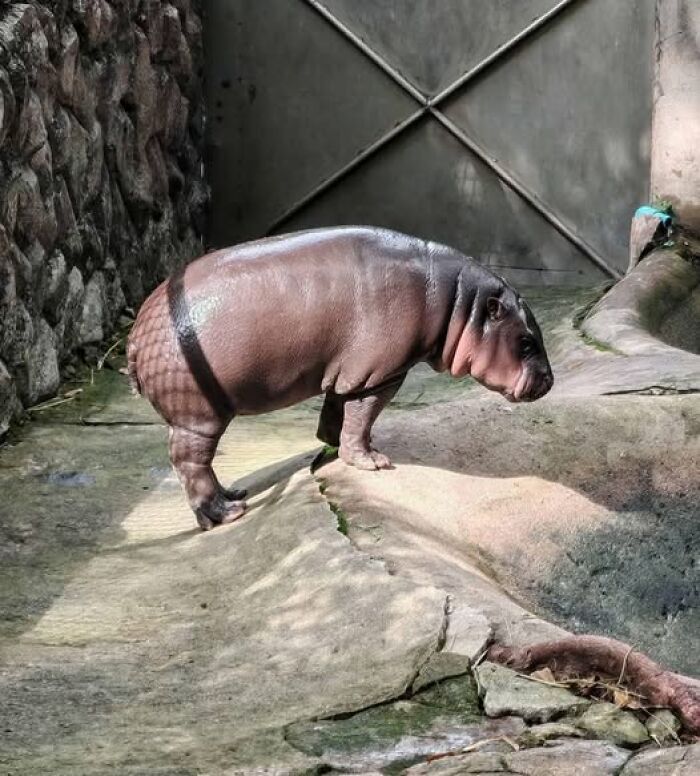 Hipopótamo bebé en hábitat cerrado, una de las imágenes importantes de animales que te harán sonreír.