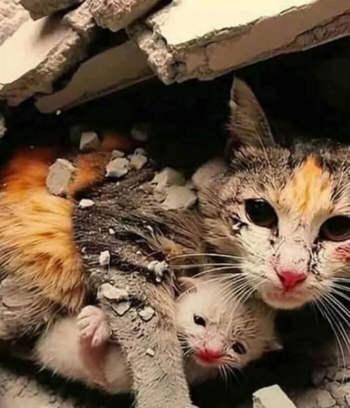 Gato y cachorro atrapados bajo escombros, imagen importante de animales que muestra protección y supervivencia en situaciones difíciles.