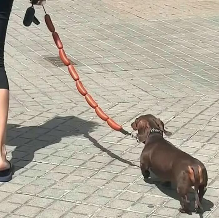 Perro salchicha caminando, con una correa que parece una cadena de salchichas, imágenes importantes de animales.