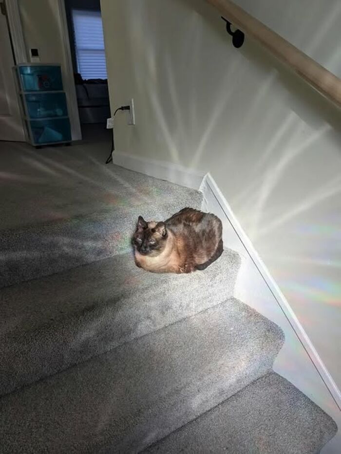 Gato descansando en las escaleras con reflejos de luz en pared y alfombra, imágenes importantes de animales.