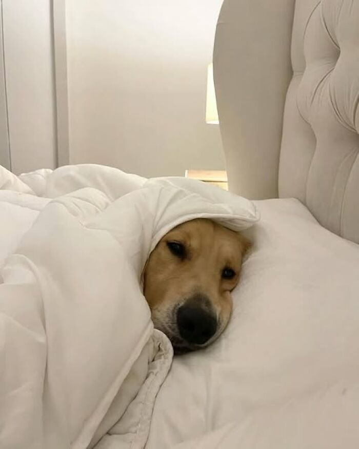 Perro acostado en cama cubierto con cobija blanca en imágenes importantes de animales.