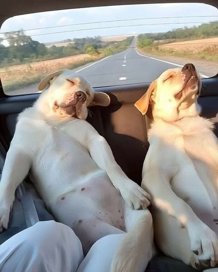 Dos perros sonrientes dormidos en el asiento trasero de un coche durante un viaje por carretera imágenes importantes de animales