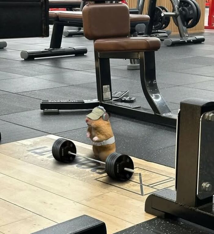 Hamster con audífonos y gorra junto a una pesa en el gimnasio, imagen divertida de animales para sonreír.