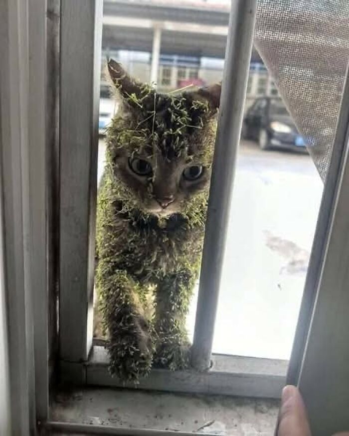 Gato cubierto de semillas de plantas intentando pasar por una reja, imagen importante de animales curiosos y divertidos.