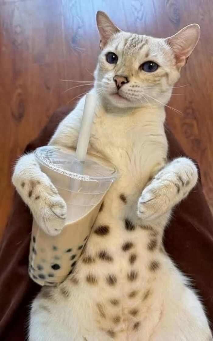 Gato con manchas sostiene vaso de bebida, imagen de animales divertida y tierna que alegrará tu día.