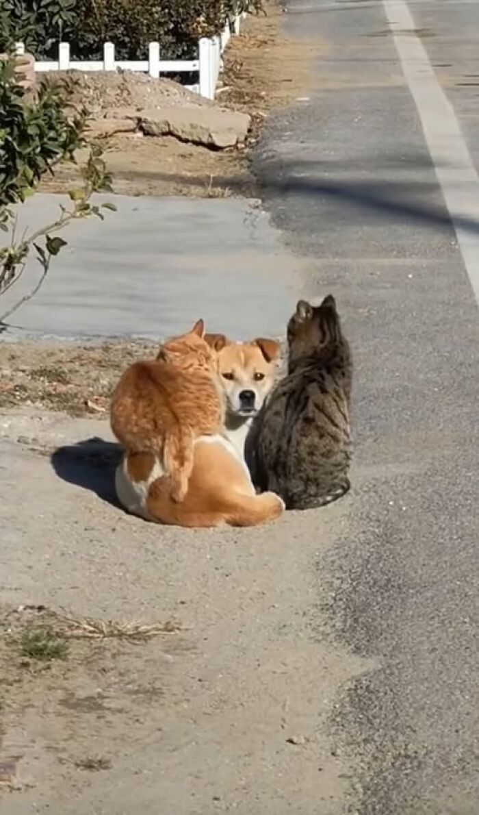 Animales en la carretera: gato naranja abrazando perro y gato gris juntos en imágenes importantes de animales.