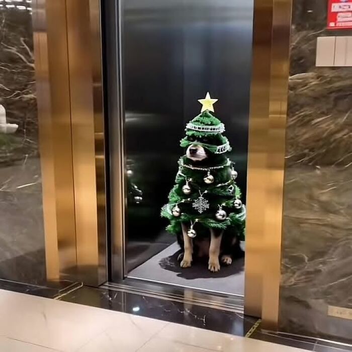 Perro disfrazado de árbol de Navidad decorado con esferas y estrella dentro de un elevador imágenes importantes de animales.