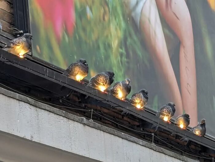 Palomas sobre luces alineadas en edificio urbano en una imagen importante de animales que inspira ternura y curiosidad.