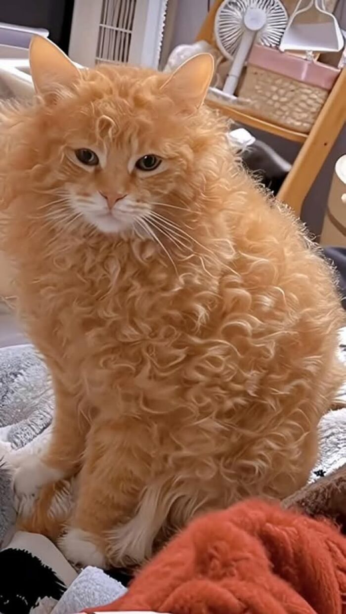 Gato con pelaje rizado y esponjoso sentado en cama, imagen importante de animales que sorprende por su textura única.