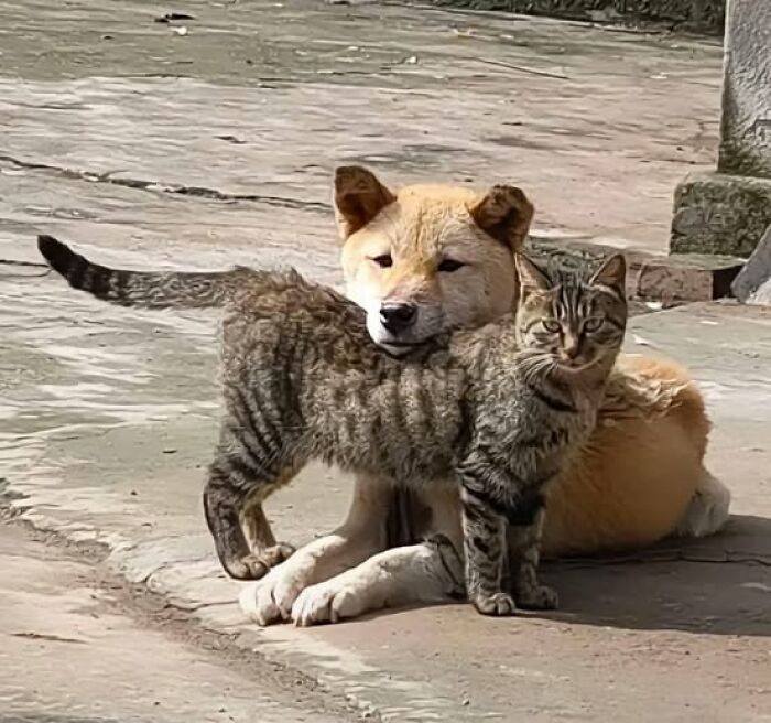 Perro y gato en un abrazo tierno que muestra imágenes importantes de animales sorprendentes y conmovedores.