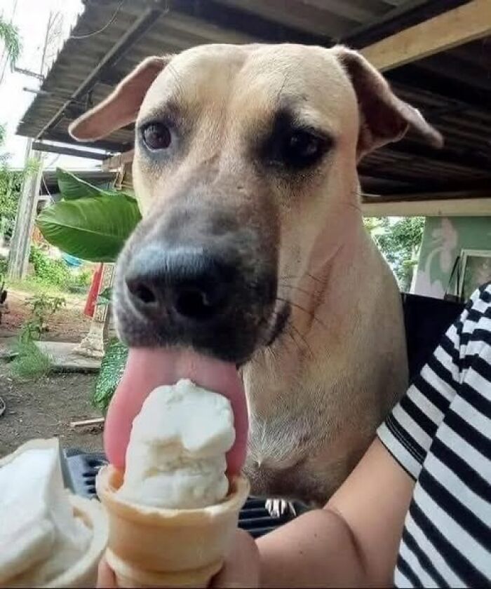 Perro lamiendo helado en cono, imagen importante de animales que transmite ternura y alegría.