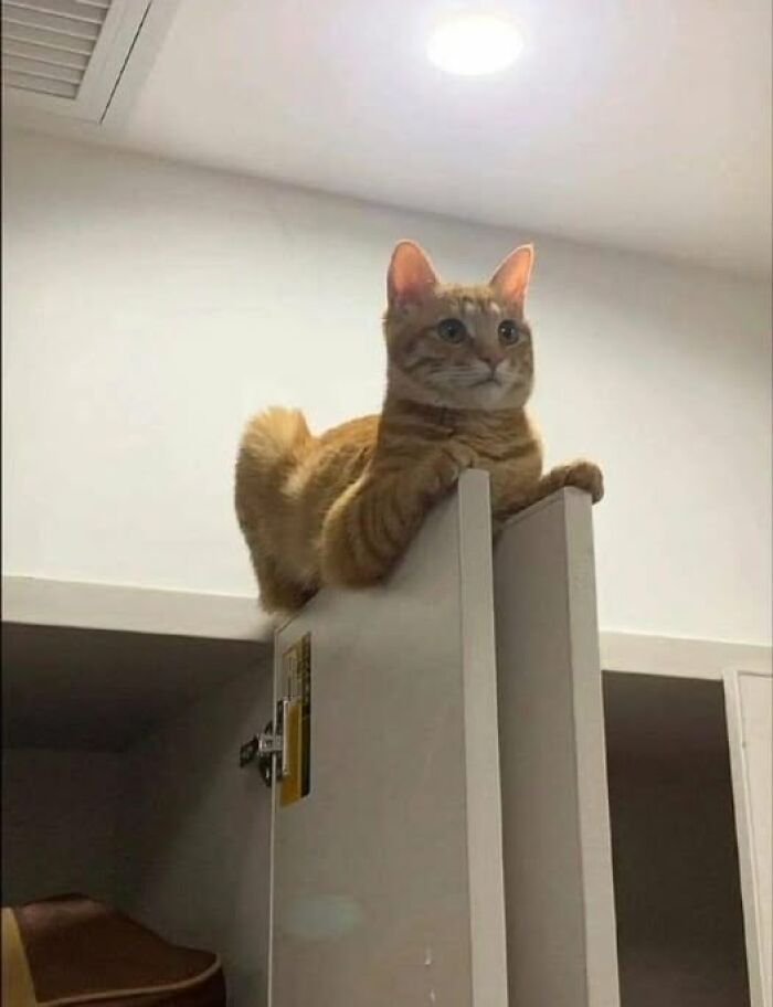 Gato naranja posando sobre la puerta de un gabinete en imágenes importantes de animales.