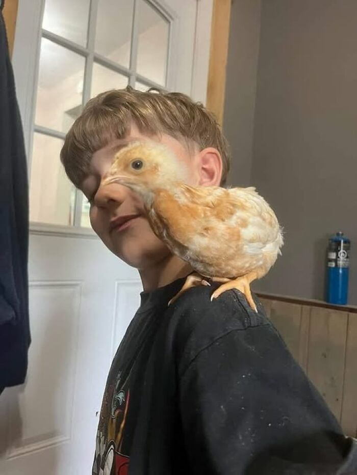 Niño con un pollito marrón sobre el hombro, imagen importante de animales que transmite ternura y alegría.