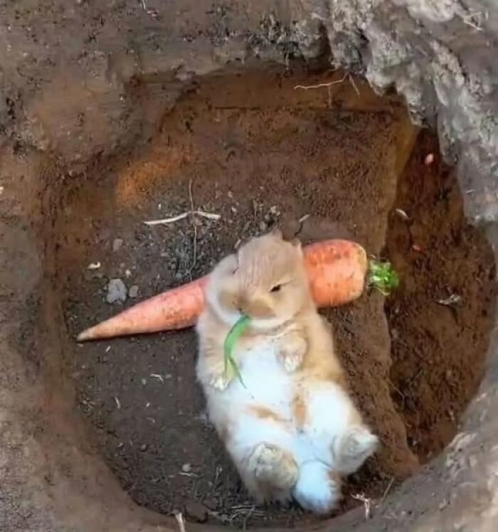 Conejo descansando en tierra junto a una zanahoria, imagen importante de animales que inspira ternura y dulzura natural.