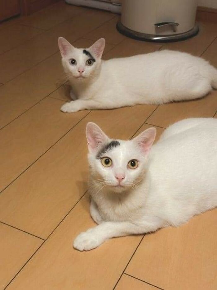 Dos gatos blancos con manchas negras únicos, parte de imágenes importantes de animales que te harán sonreír.