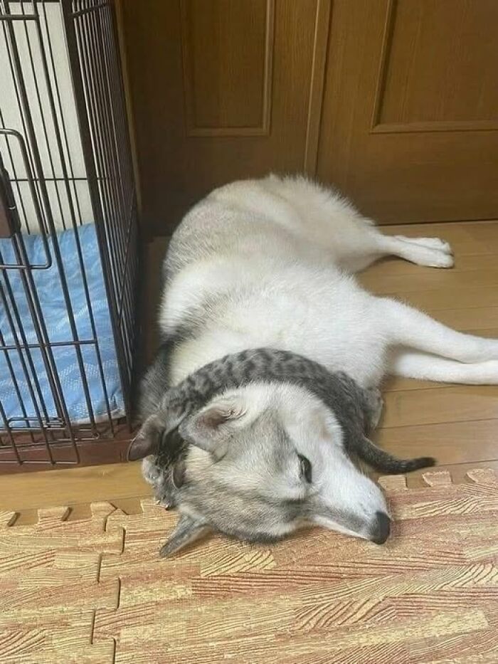 Perro y gato durmiendo juntos en el suelo, imagen importante de animales que transmite ternura y tranquilidad.