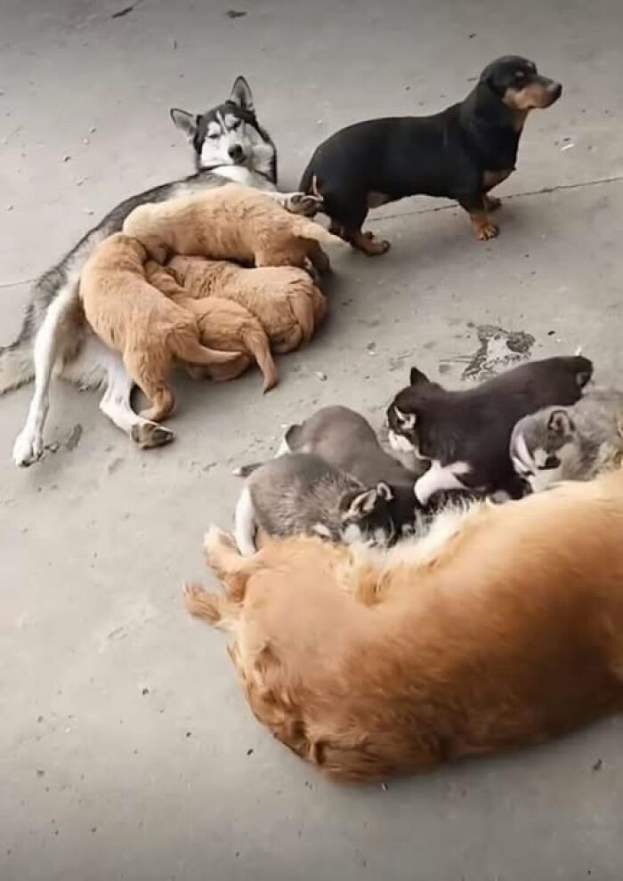Perros adultos y cachorros juntos en el suelo, imagen importante de animales que transmite ternura y alegría.