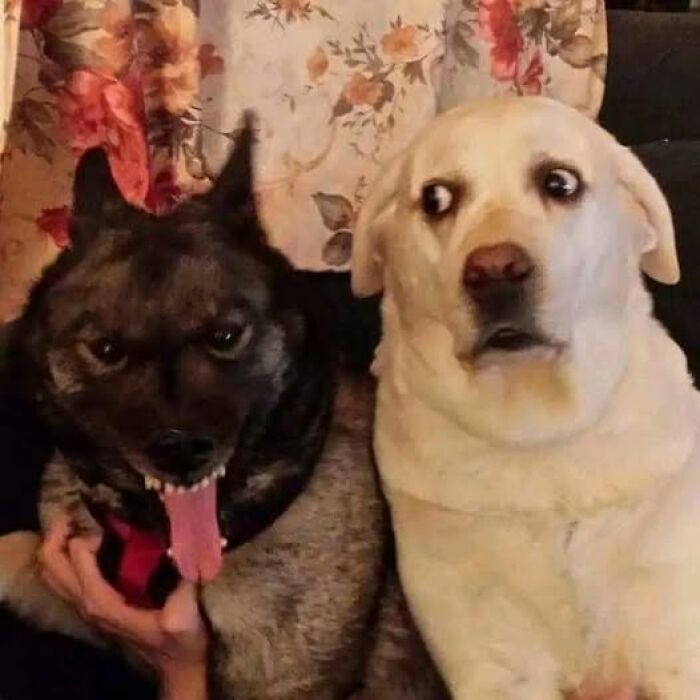 Dos perros con expresiones divertidas, imagen importante de animales que provoca sonrisas y ternura.