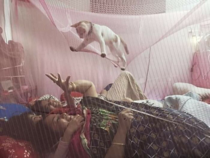 Gato saltando sobre personas acostadas en cama, imágenes importantes de animales que te harán sonreír con ternura.