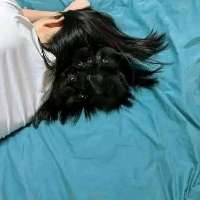 Gato negro camuflado entre el cabello de una persona acostada sobre una cama con sábanas azules, imágenes importantes de animales.