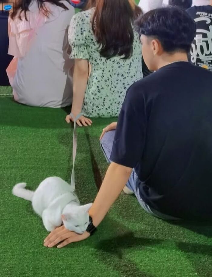 Joven sentado en césped verde acariciando a un gato blanco con correa en evento con imágenes importantes de animales.