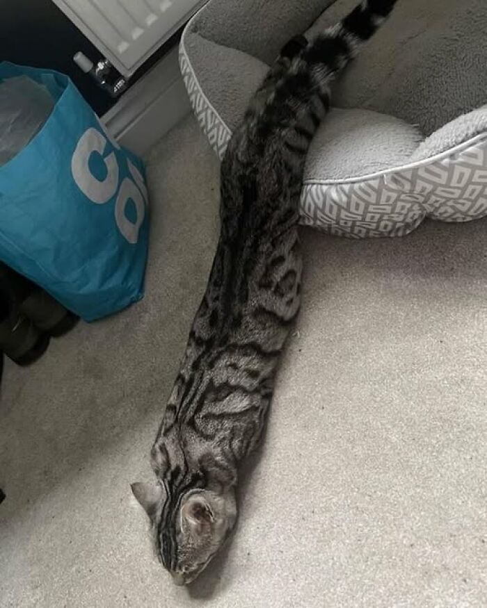 Gato alargado estirado junto a una cama para mascotas en el suelo, imagen de animales divertida y curiosa.
