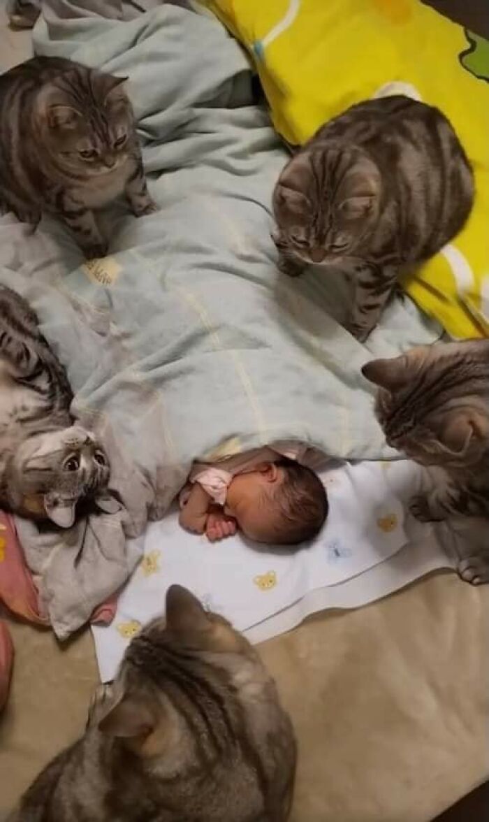 Bebé dormido protegido por varios gatos reunidos alrededor mostrando imágenes importantes de animales.