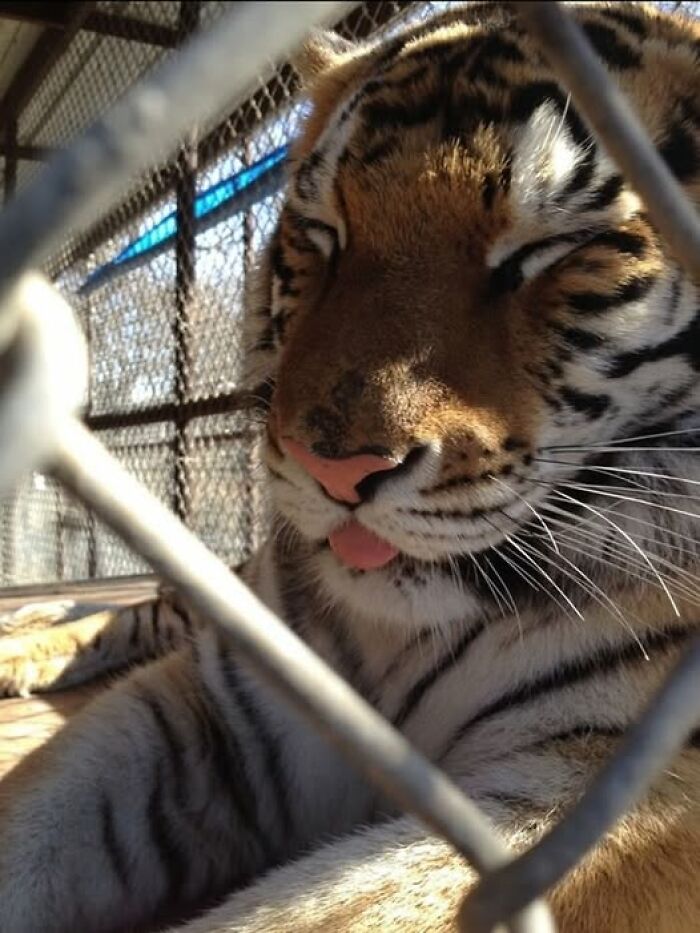Tigre descansando tras malla metálica, imagen importante de animales que inspira tranquilidad y conexión con la vida salvaje.