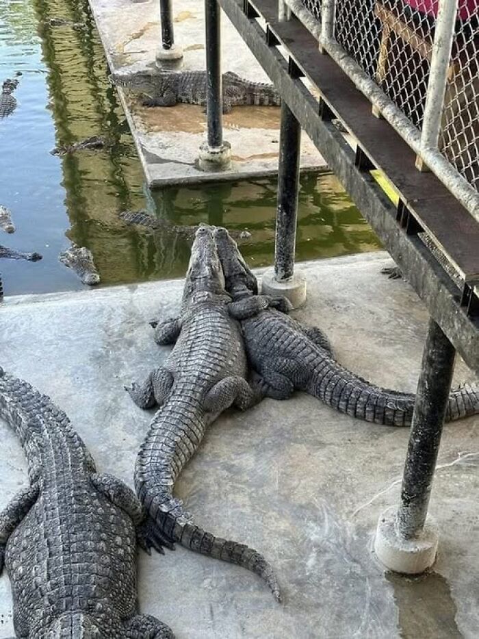 Imágenes importantes de animales con un par de cocodrilos abrazados sobre concreto cerca de un estanque.