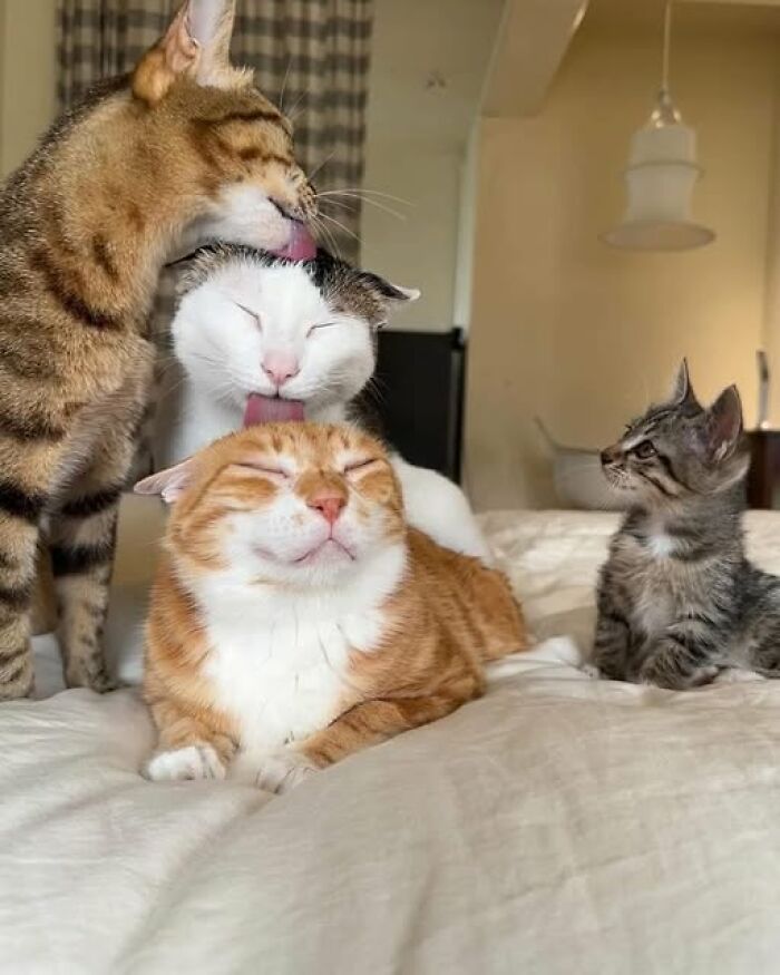 Cuatro gatos en cama interactuando de forma tierna en imágenes importantes de animales que te harán sonreír.