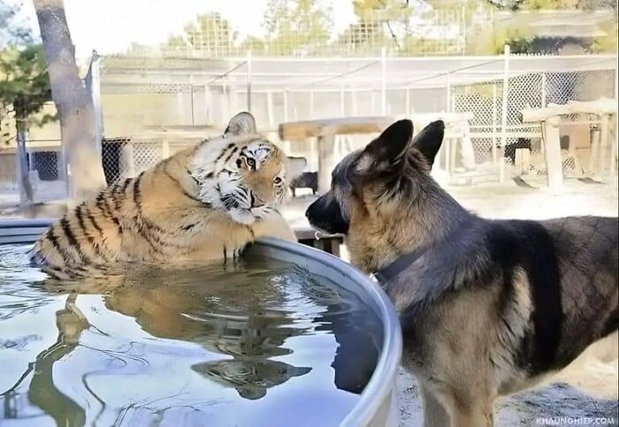 Tigre cachorro en agua mirando a perro pastor alemán en recinto al aire libre con rejas y árboles.