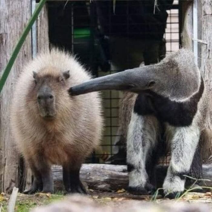 Capibara y oso hormiguero juntos en un entorno natural, imagen importante de animales para disfrutar y sonreír.