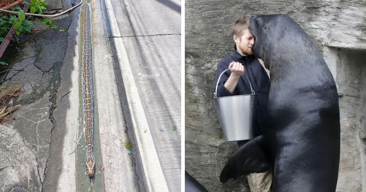Serpiente larga en calle y hombre con leu00f3n marino en interacciu00f3n cercana, imu00e1genes importantes de animales sorprendentes.