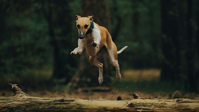 Perro saltando sobre un tronco en el bosque, capturando un momento de movimiento y acción natural.