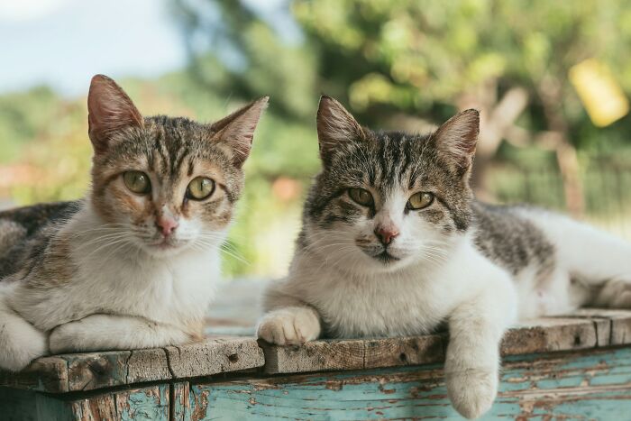Dos gatos mirando fijamente, simbolizando momentos de reflexión en que mujeres se dieron cuenta de que no se iban a casar.