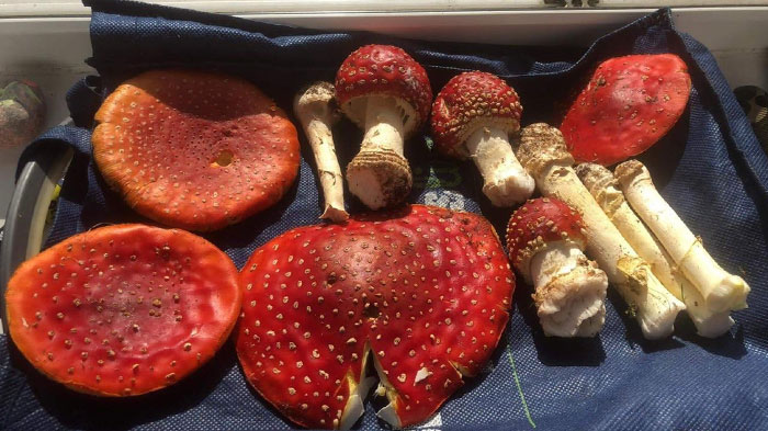 Hongos rojos en un fondo oscuro, exhibiendo su peligrosa belleza.