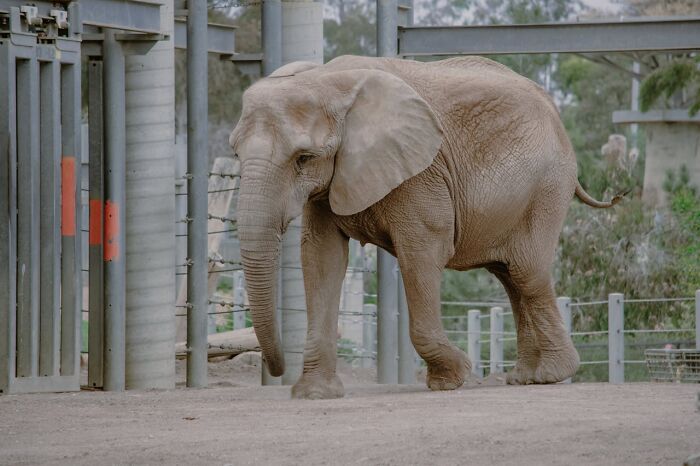 Elefante caminando en un espacio cerrado, transmitiendo la sensación de esos momentos en que supieron que tenían que irse.