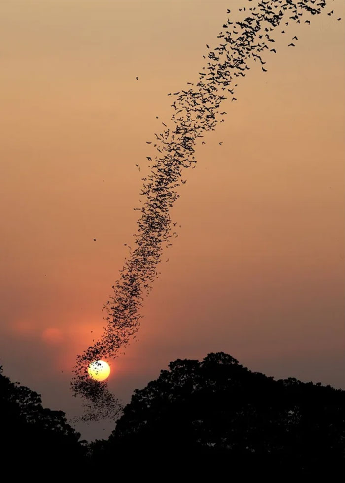 Bandada de aves formando una coincidencia increíble al rodear el sol durante el atardecer sobre árboles oscuros.