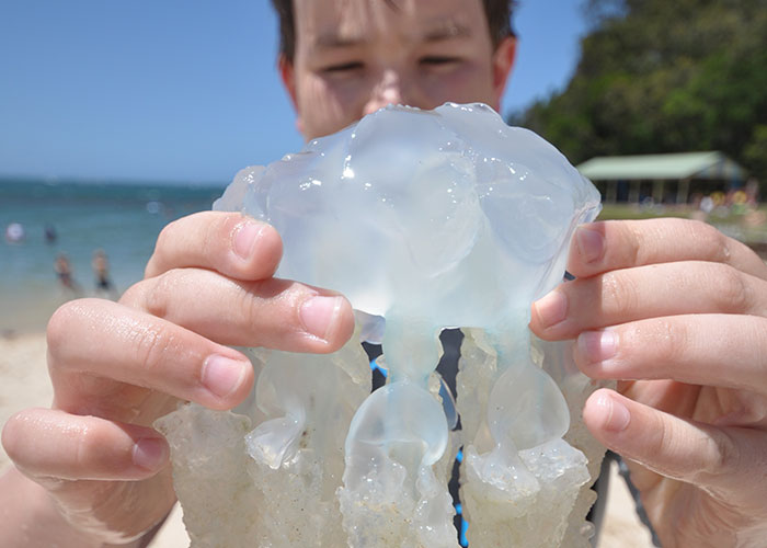 Persona sosteniendo una medusa en la playa, ignorando advertencias.