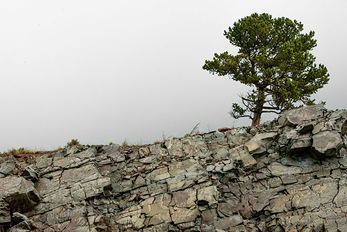 Árbol solitario creciendo en un risco rocoso, simbolizando personas que previnieron una tragedia por si acaso.
