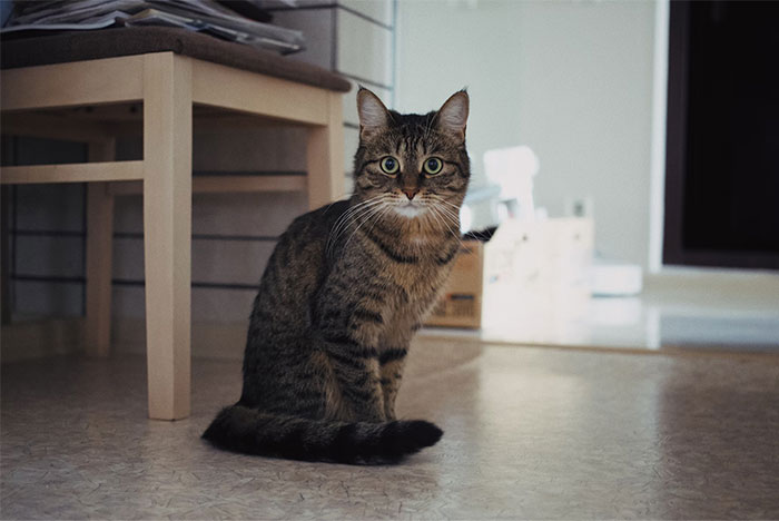 Gato atigrado sentado en el suelo de una habitación, con mirada fija, ilustrando datos que cuestionan la realidad hoy aprendí.