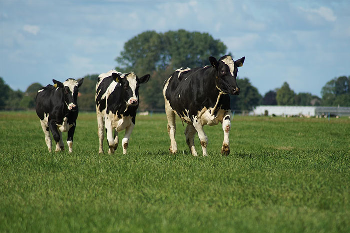 Vacas pastando en un campo verde bajo cielo azul, ilustrando fascinantes datos que te harán cuestionar la realidad.