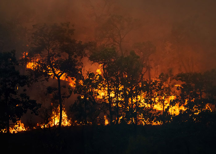 Incendio forestal intenso en un bosque, ilustrando experiencias salvajes que exigen evacuar inmediatamente.