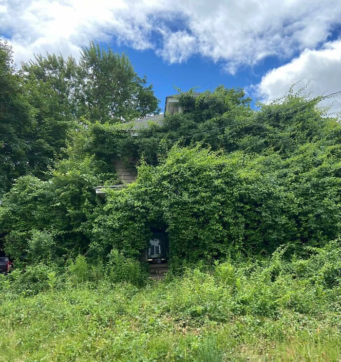 Casa antigua abandonada cubierta de vegetación densa en un lugar misterioso encontrado en Google Earth.