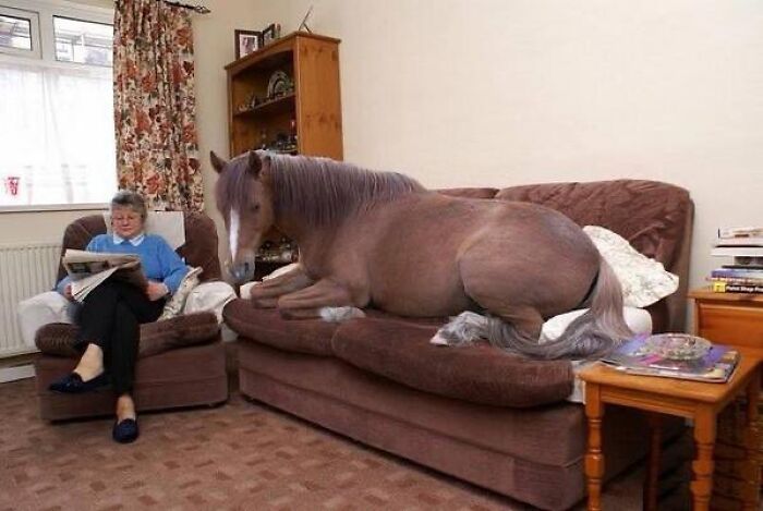Imagen maldita de un caballo grande sentado en un sofá junto a una mujer leyendo un periódico en casa.