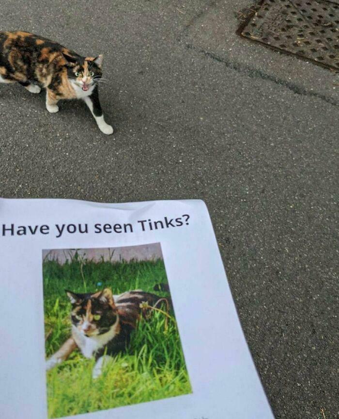 Gato parecido a imagen de un aviso de búsqueda en piso de asfalto, imagen bendecida y maldita al mismo tiempo.